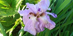 Iris sibirica 'Imperial Opal' Ирис сибирский